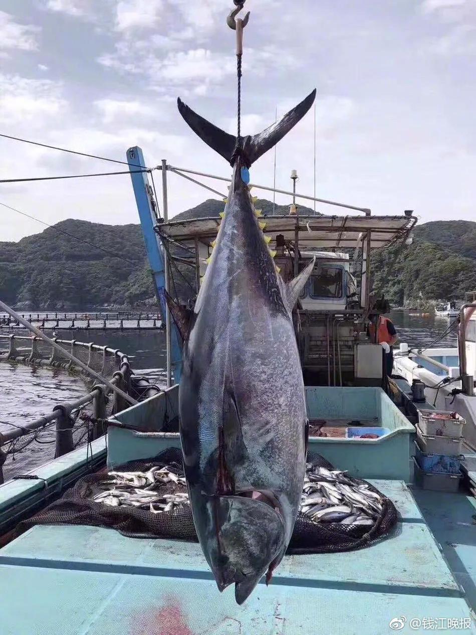 爱玩芝士派任天堂居然还被房东“马里奥”催租！2018-04-02