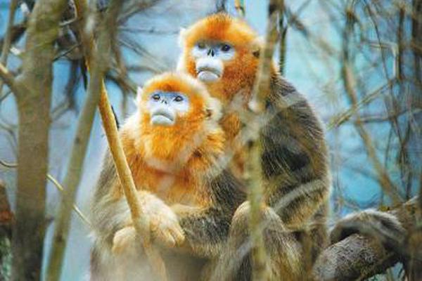 爱玩芝士派这款游戏在国内外的待遇为何如此不同？2018-03-23